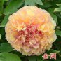 New Heirloom Water Pink Red StripeTree Peony Flower 'Hua Xin' 10 Seeds
