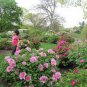 New Heirloom Water Pink Red StripeTree Peony Flower 'Hua Xin' 10 Seeds