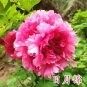 New Heirloom Water Pink Red StripeTree Peony Flower 'Hua Xin' 10 Seeds