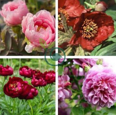 Red Single Peony Bush Flower 10 Seeds