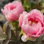 Red Single Peony Bush Flower 10 Seeds