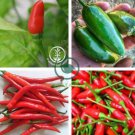 White Hot Chili Pepper xNon-gmo Organic Heirloom Vegetables 40 Seeds