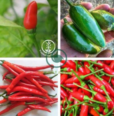 White Hot Chili Pepper xNon-gmo Organic Heirloom Vegetables 40 Seeds