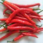 White Hot Chili Pepper xNon-gmo Organic Heirloom Vegetables 40 Seeds