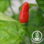 White Hot Chili Pepper xNon-gmo Organic Heirloom Vegetables 40 Seeds