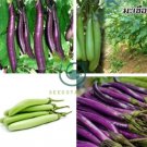 Taiwan Green Long Eggplant F1 20 Seeds
