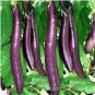 Taiwan Green Long Eggplant F1 20 Seeds