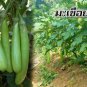 Taiwan Green Long Eggplant F1 20 Seeds