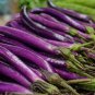 Taiwan Green Long Eggplant F1 20 Seeds