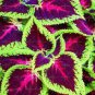 Rare Coleus Blumei Rainbow Series Garden 20 Seeds