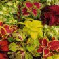 Rare Coleus Blumei Rainbow Series Garden 20 Seeds