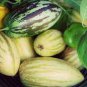 Rare Melon Pepion (Solanium Muricata) Organic Heirloom Vegetable 40 Seeds