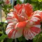 ORANGE INTUITION ROSE, ROSE BUSH STRIPED 800 SEEDS