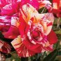 ORANGE INTUITION ROSE, ROSE BUSH STRIPED 800 SEEDS