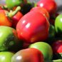 Red Pickled Bubble Hot Chili Peppers 1000 seeds