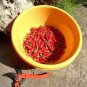 Red Pickled Bubble Hot Chili Peppers 1000 seeds