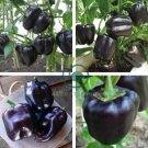Anhui Dark Purple Sweet Pepper F1 20 Seeds