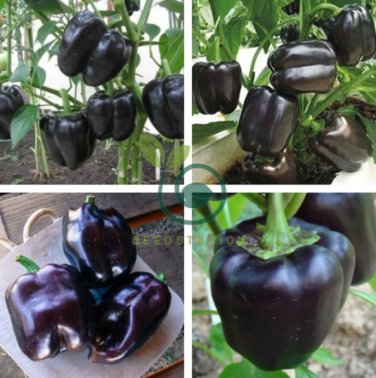 Anhui Dark Purple Sweet Pepper F1 20 Seeds