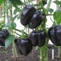 Anhui Dark Purple Sweet Pepper F1 20 Seeds
