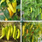 Anhui Yelow Hot Pickled Chili Pepper Organic 40 Seeds