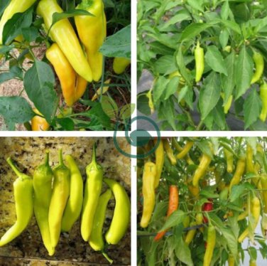 Anhui Yelow Hot Pickled Chili Pepper Organic 40 Seeds