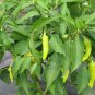 Anhui Yelow Hot Pickled Chili Pepper Organic 40 Seeds