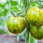 Middle Green Tomato with Yellow Stripe Organic 40 Seeds