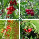 Lucid Asparagus Chinese Herbs 12 Seeds