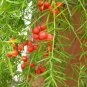 Lucid Asparagus Chinese Herbs 12 Seeds