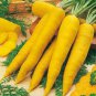 Yellow Carrot 1000 Seeds
