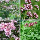 Buckwheat 600 Seeds
