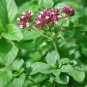 Buckwheat 600 Seeds