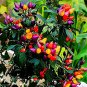 Anhui Heirloom Colorful Hot Ornamental Pepper Organic 70 Seeds