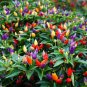 Anhui Heirloom Colorful Hot Ornamental Pepper Organic 70 Seeds