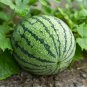 Hanging Green Very Sweet Watermelon F1 20 Seeds