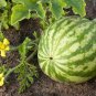 Hanging Green Very Sweet Watermelon F1 20 Seeds
