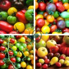 Colorful Small Cherry Tomato Organic 40 Seeds