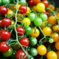 Colorful Small Cherry Tomato Organic 40 Seeds
