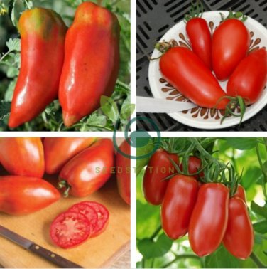 'Ox Horn' Rare Tomato 800 Seeds