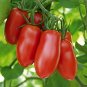 'Ox Horn' Rare Tomato 800 Seeds