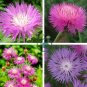 Pink Sweet Sultan Cornflower 80 Seeds