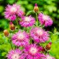Pink Sweet Sultan Cornflower 80 Seeds