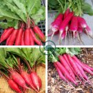 Big Red Radish Vegetable F1 1000 Seeds