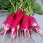 Big Red Radish Vegetable F1 1000 Seeds