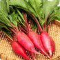 Big Red Radish Vegetable F1 1000 Seeds
