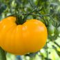 Middle Dark Yellow Tomato with Red Top Organic 40 Seeds
