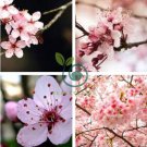 Oriental Cherry Sakura 270 Seeds