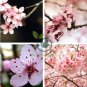 Oriental Cherry Sakura 270 Seeds
