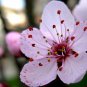 Oriental Cherry Sakura 270 Seeds