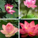 New Fresh Nelumbo Nucifera Lotus Nut 80 Seeds